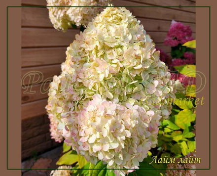 Гортензия метельчатая Лайм Лайт- Лаймовый свет (Hydrangea paniculata `Limelight`)