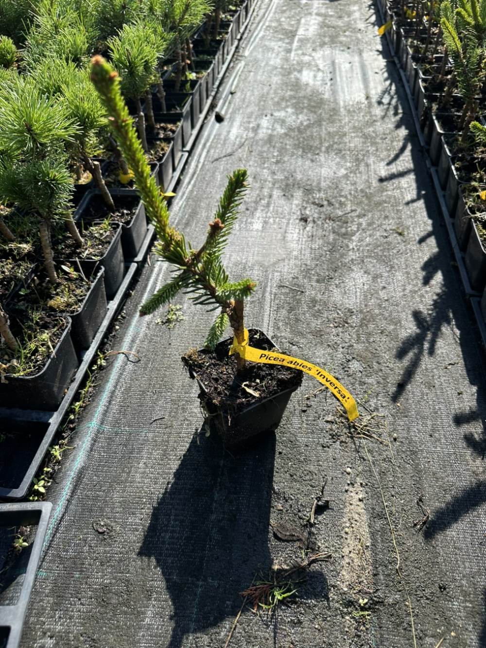 Ель обыкновенная Инверса 3года С3 штамб 100 см Закупка М62 апрель-май 2026