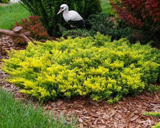 Можжевельник горизонтальный Лайм Глоу Р9 10-15 см*10-15 см Закупка М62 апрель-май 2026