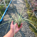 Тилландсия exserta