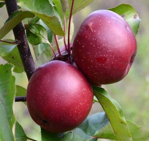 Яблоня красномякотная Байа Мариса