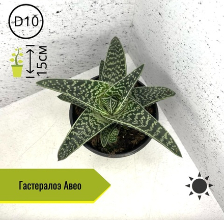 Гастералоэ Авео D10 H15