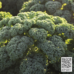 Рефлекс F1 семена капусты листового (Bejo / Бейо)