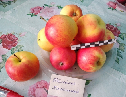 Яблоня Юбилейное Калининой