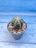Astrophytum Myriostigma Fukuryu (Астрофитум)
