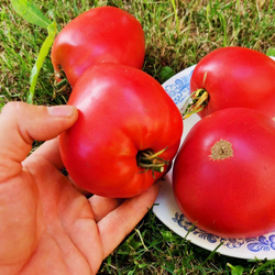 Помидоры - Женское Сердце