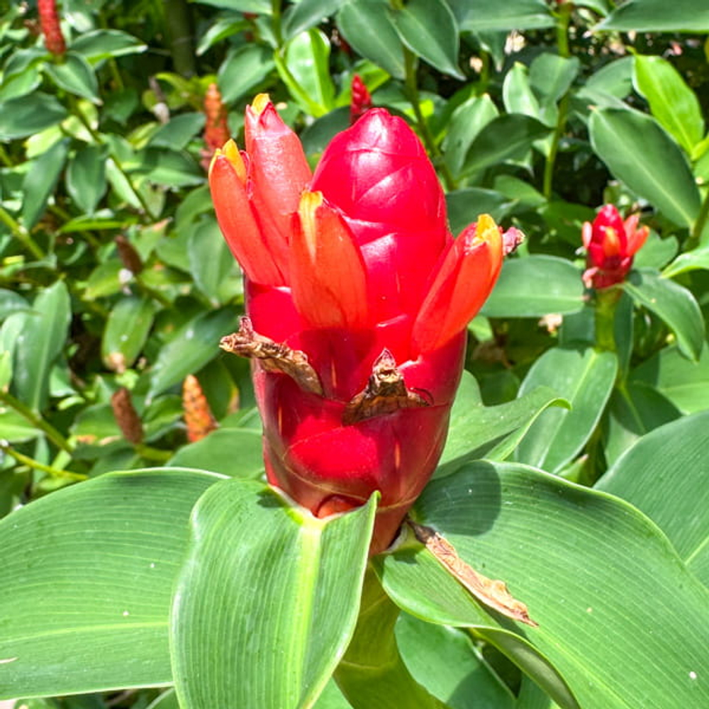 Костус красивый – Costus speciosus