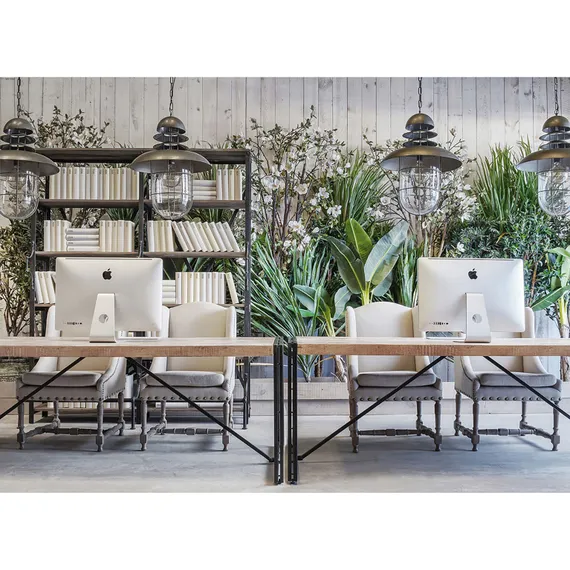 Банановое растение BANANERO