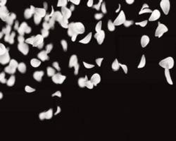 Невинная вишня. Предзаказ. Выход в апреле 2026 года