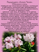 Рододендрон Антон Чехов морозостойкий