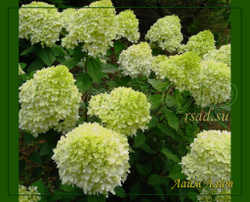 Гортензия метельчатая Лайм Лайт- Лаймовый свет (Hydrangea paniculata `Limelight`)