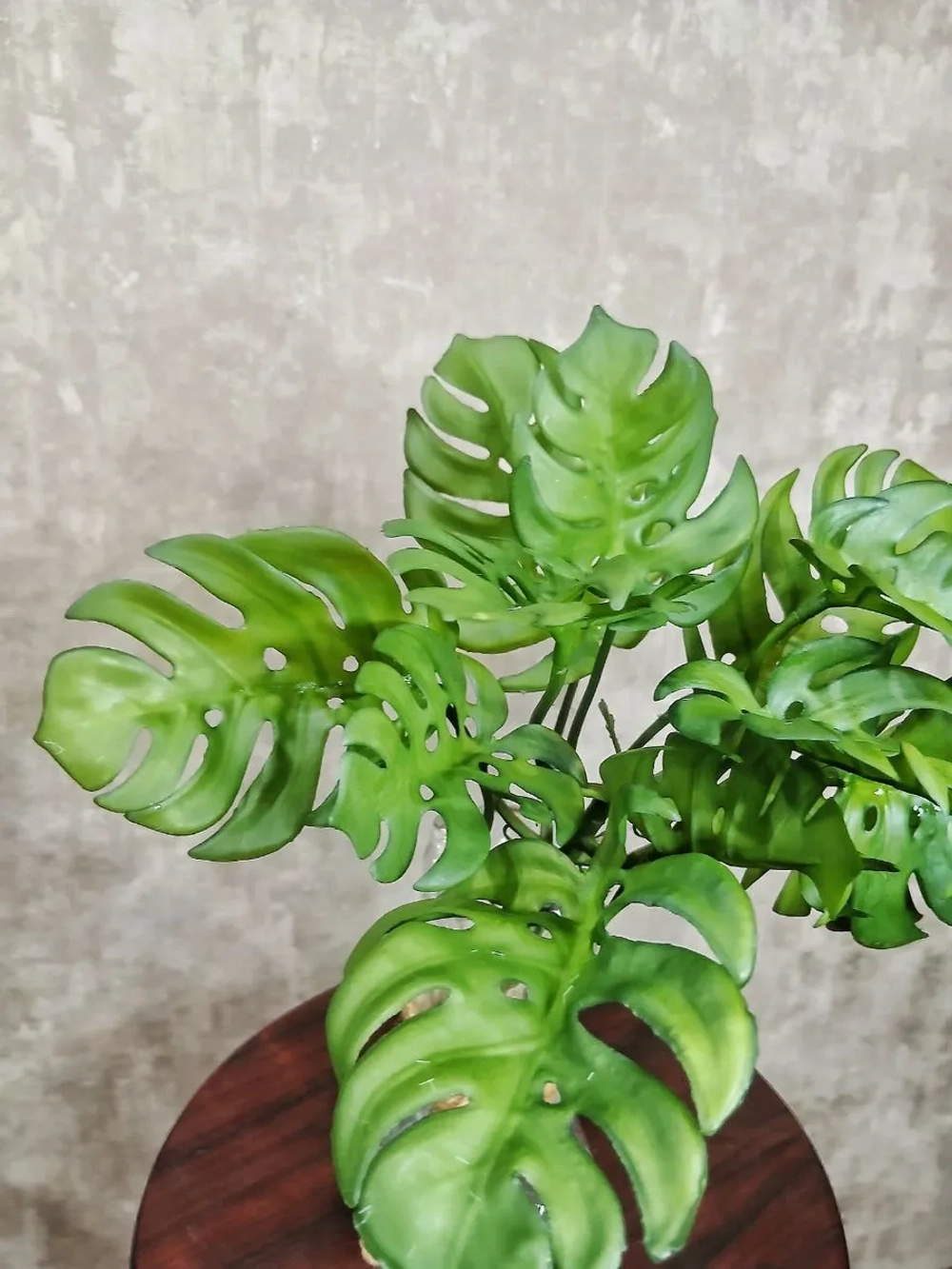 Куст монстера, 9 листьев. 3 шт.