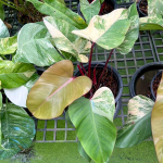 Филодендрон STRAWBERRY SHAKE