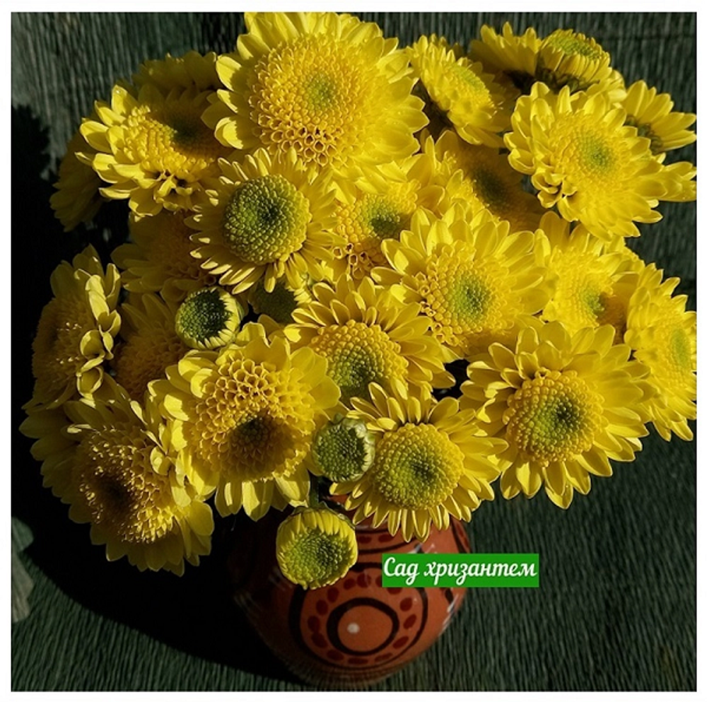 Хризантема кустовая Puma lemon 🌼 к.73
