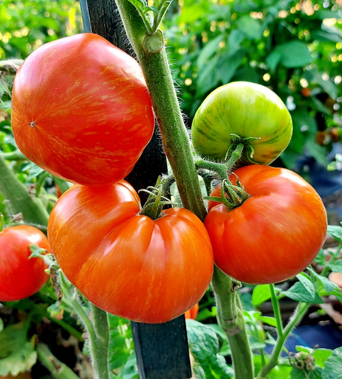 Гном Эдит Стоун Dwarf Edith Stone