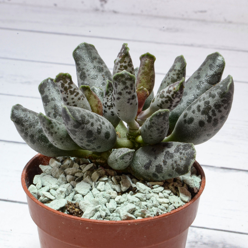 Adromischus Festivus grey (Адромискус)
