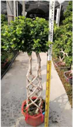 Фикус Dragon Pillar Ginseng д.43