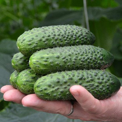 4097 F1 семена огурца партенокарпического (Seminis / Семинис)