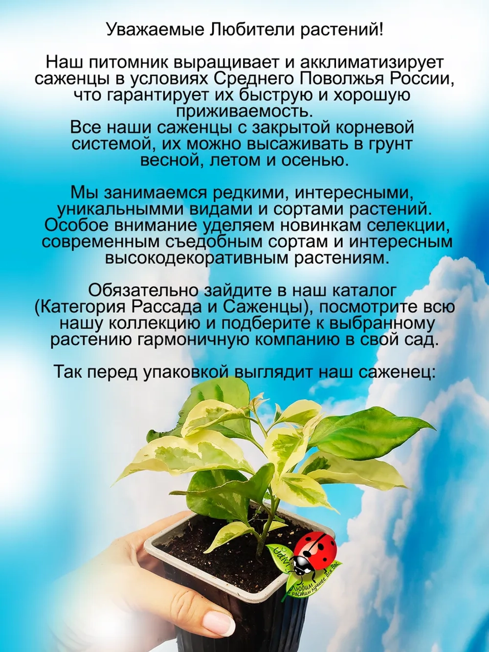 Бугенвиллия Сан Диего Ред вариегата