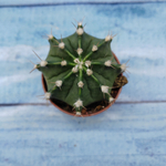 Gymnocalycium Friedrichii (Гимнокалициум)