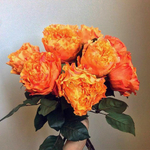 Роза Каралуна (чайная )