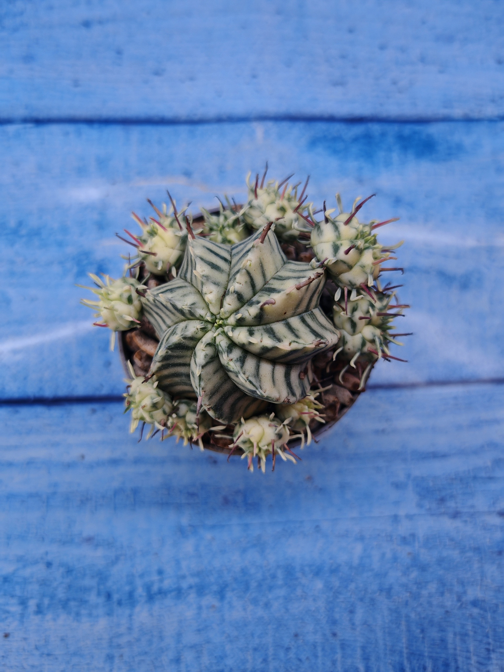 Euphorbia meloformis f. Variegated (Эуфорбия вариегатная)