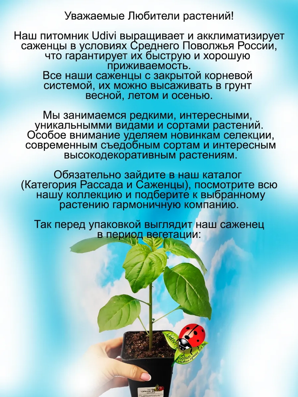 Паслён Оранж Берри съедобный