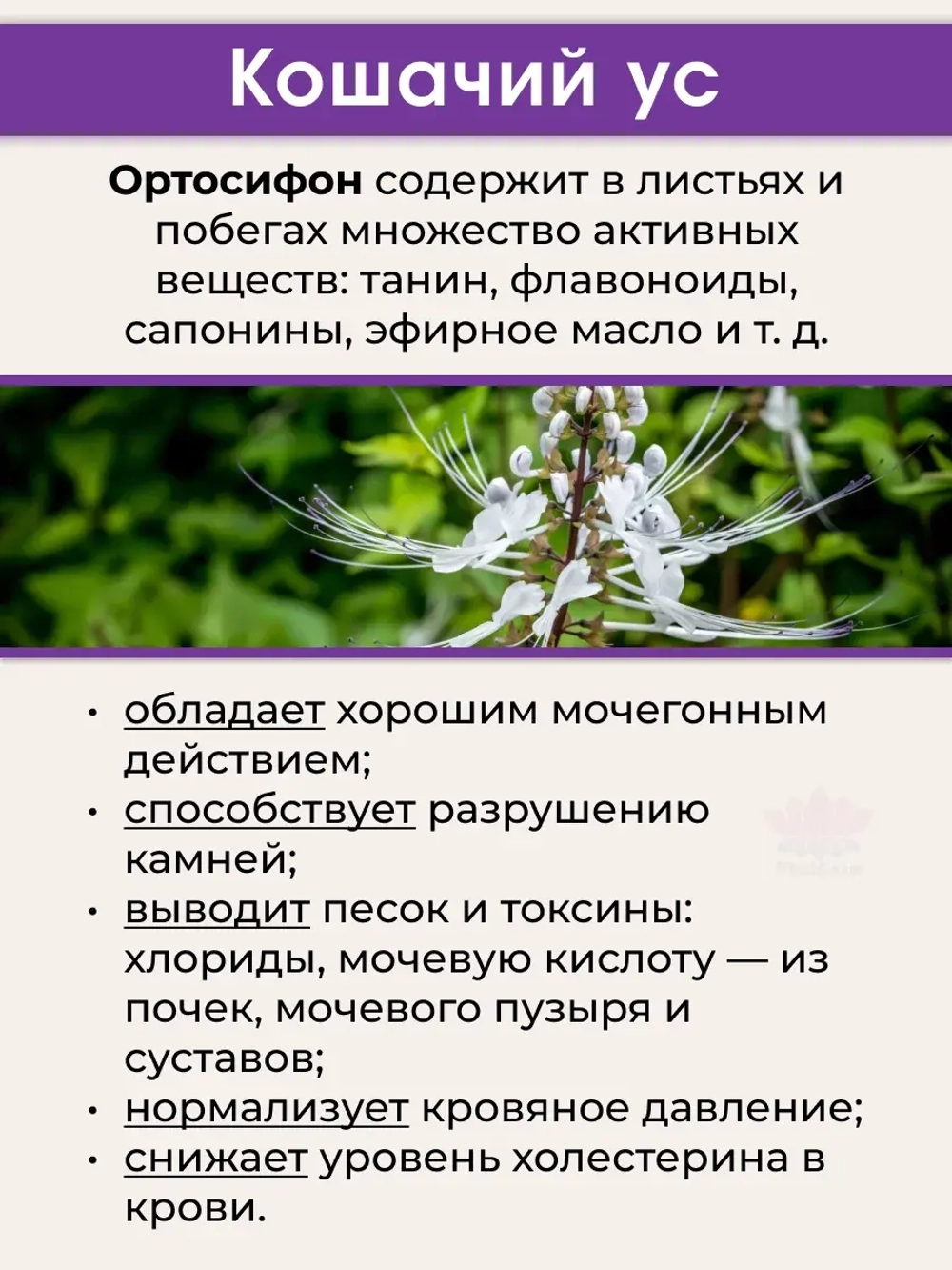 Средство для работы почек Кошачий Ус в капсулах