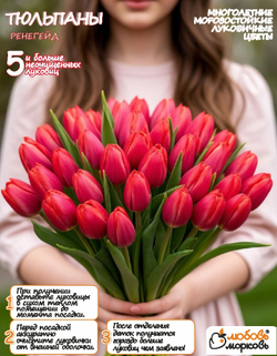 Тюльпан Луковица цветов Ренегейт, 5шт