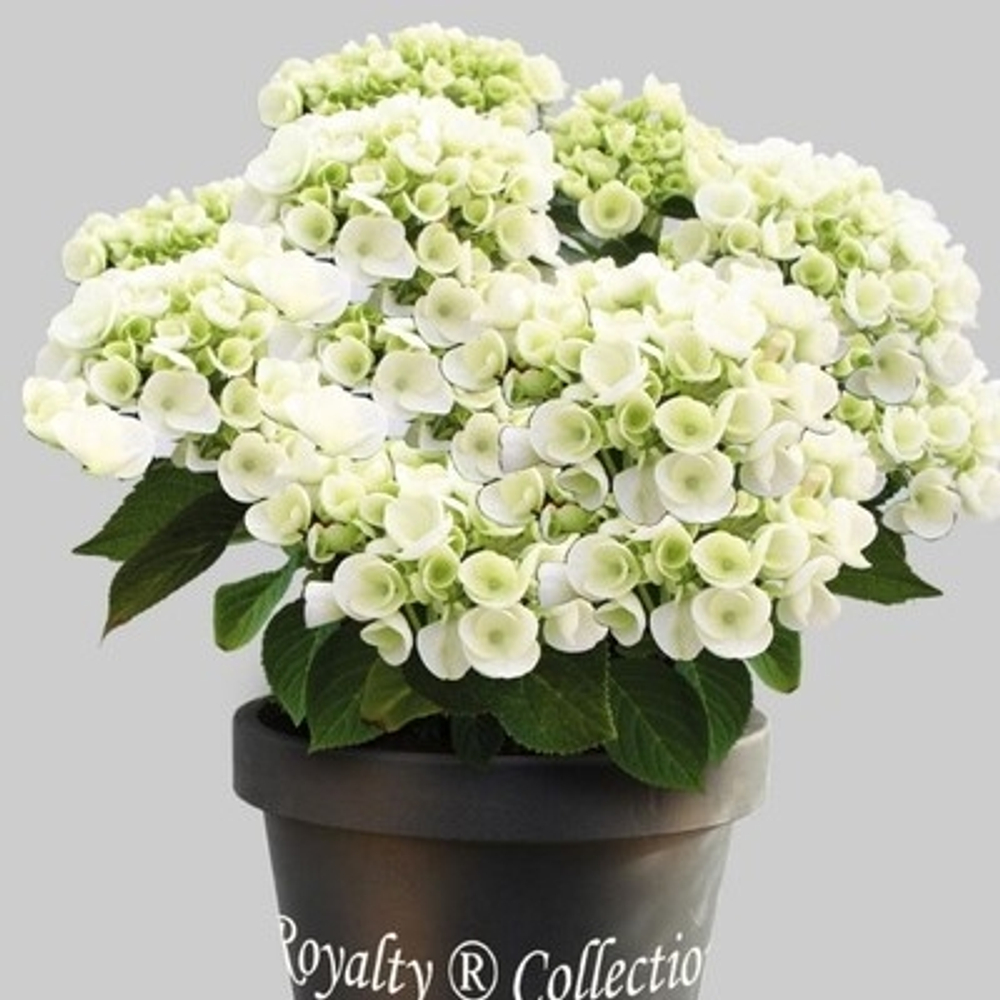 HOVARIA HOLIBEL/ХОВАРИЯ ХОЛИБЕЛ