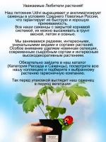Дельфиниум Персиваль белый Percival