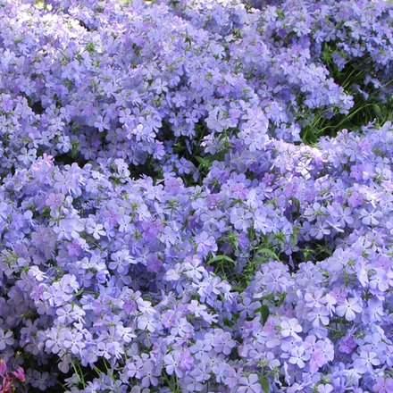 Флокс растопыренный БЛЮ МУН