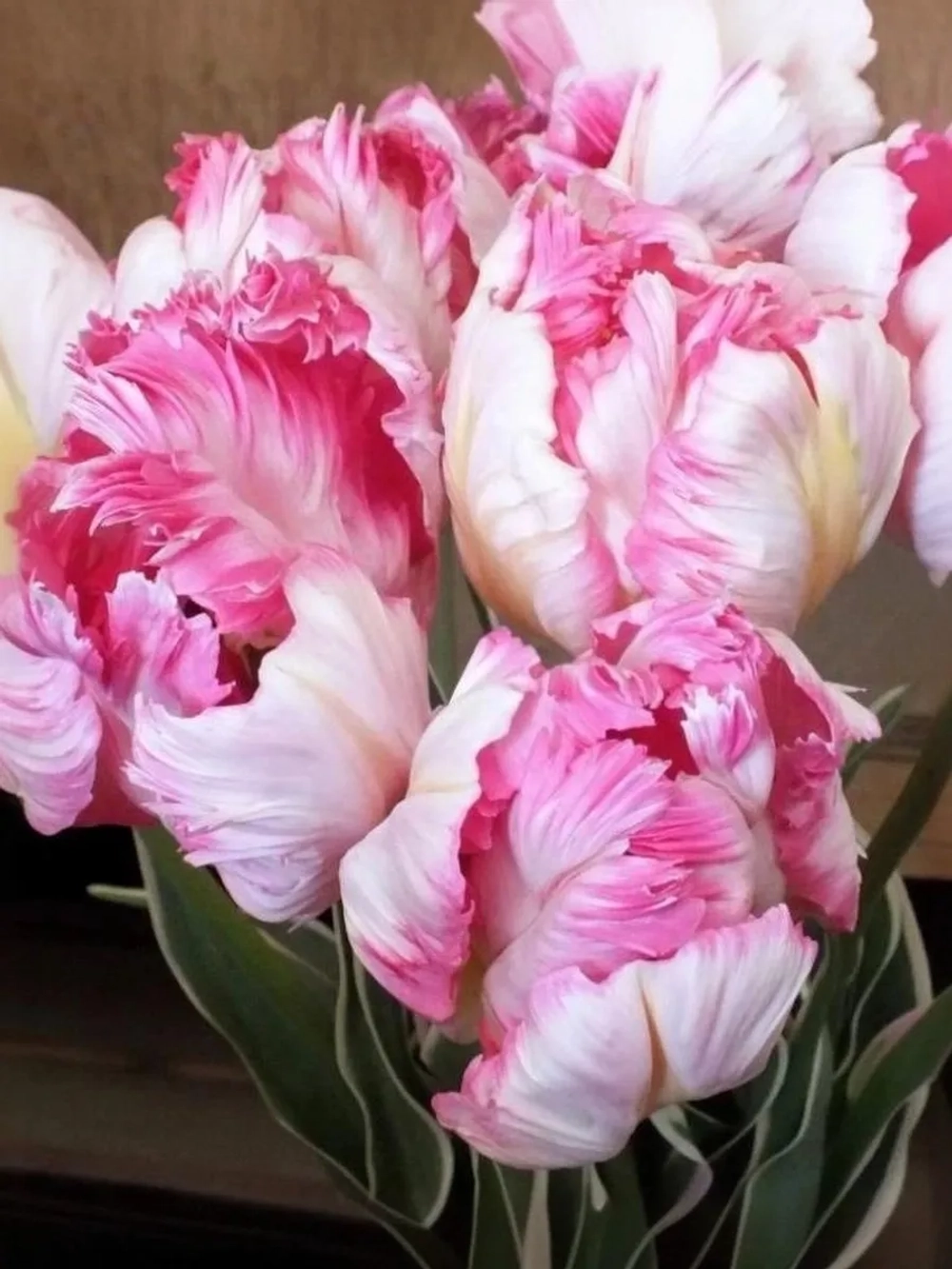 Тюльпан Попугайный Сильвер Пэррот