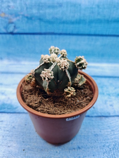 Astrophytum Myriostigma "Hakujo Fukuryu" (Астрофитум)