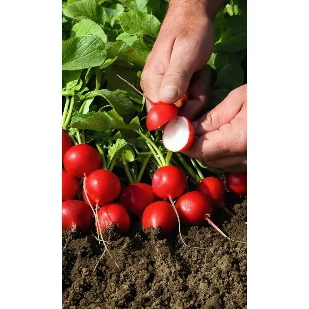 Семена Редис Сан Саныч (Марс) Б/П