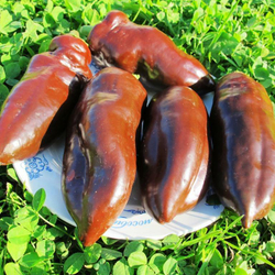 Перец Сладкий Шоколад - Sweet Chocolate Pepper