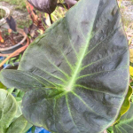 Колоказия RONGKLA