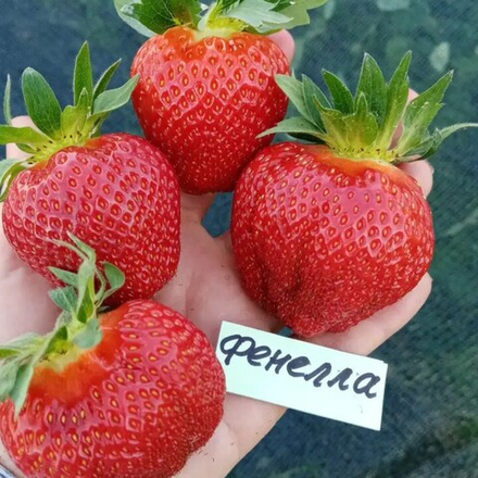 Земляника садовая (клубника) ФЕНЕЛЛА , ФИОНА