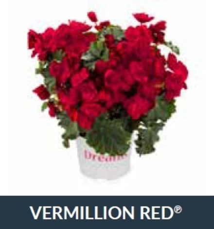 Бегония Elatior Vermillion Red ОКС Укорененный черенок.