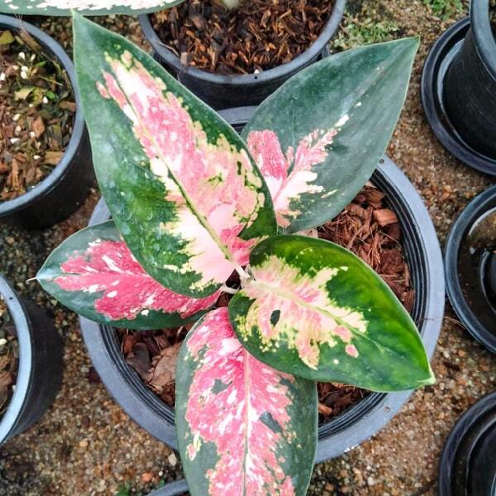 Аглаонема RATTANA RUNG RUEANG VAR