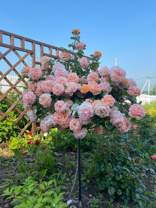 Опора для штамба 1шт от 130 до 180 см Закупка М27 получение апрель 2026