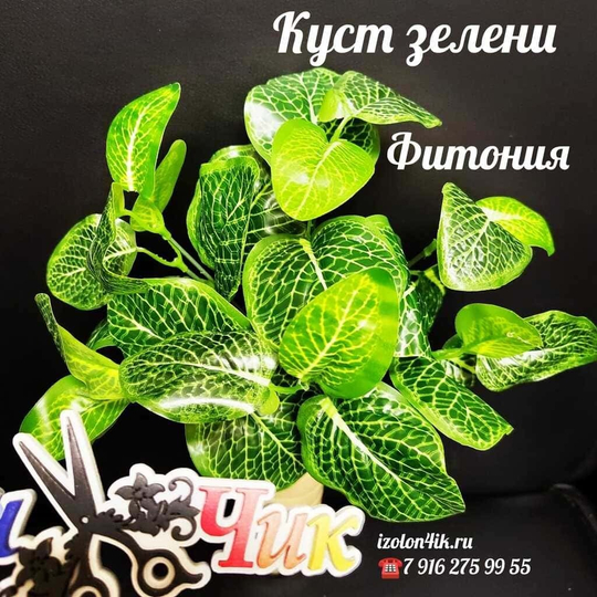 Куст зелени ФИТОНИЯ