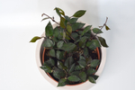 Хойя Крониана Блэк Ливз / Hoja Kroniana Black Leaves