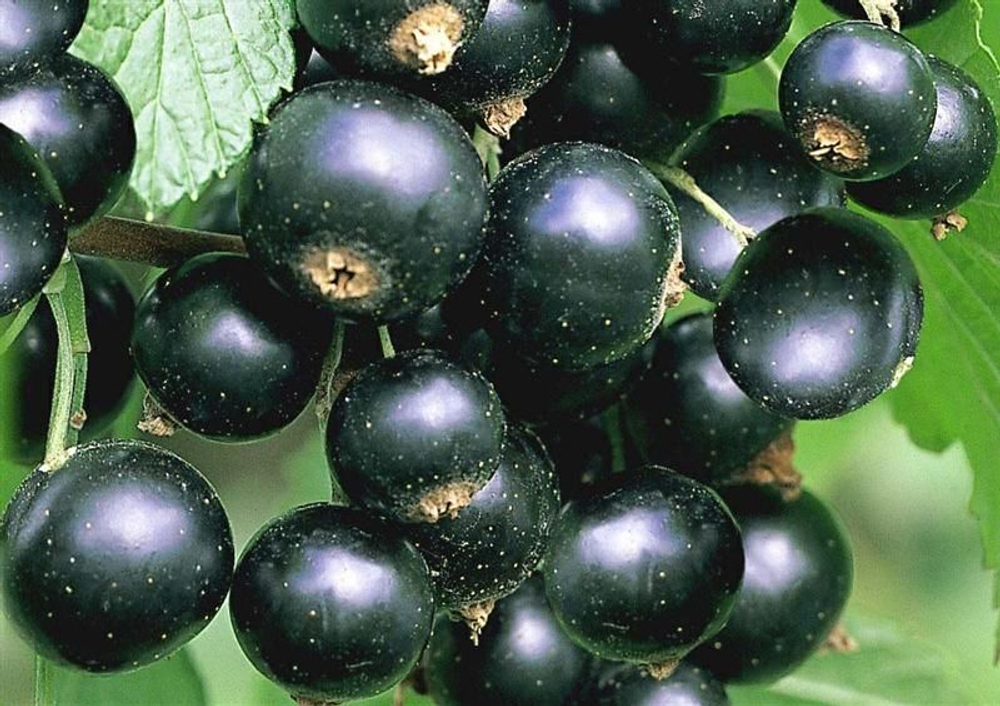 Саженцы смородины черной Титания