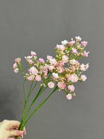 Гипсофила светло-розовая (h70 см)