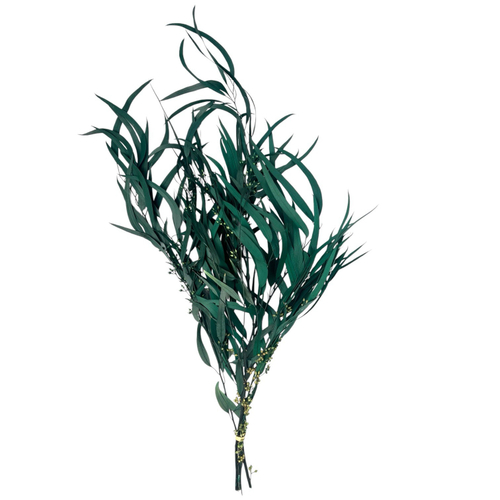 Эвкалипт Николи изумруд