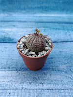 Euphoria Obesa (Эуфорбия)