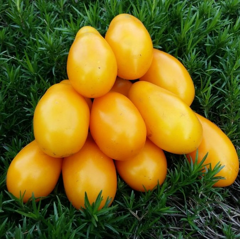 Томат Золотой дождь