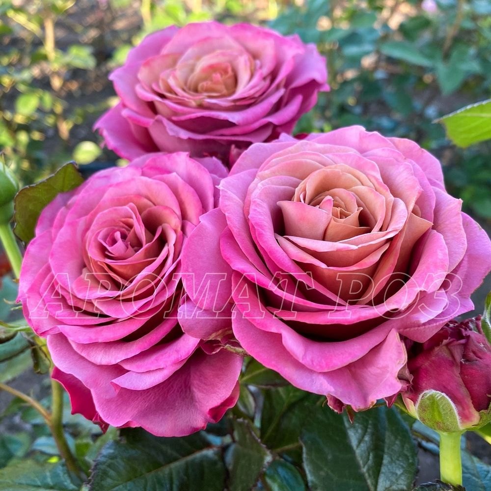 Сингл Малт (Single Malt)