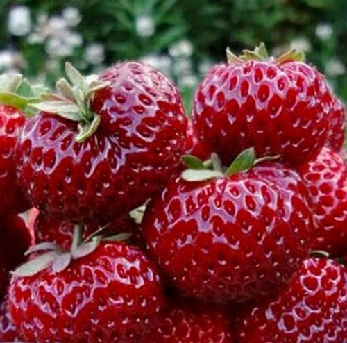 Мице Шиндлер (Frau Mieze Schindler), "клубника-малина". Германия